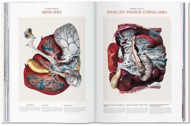 Atlas of human anatomy and surgery